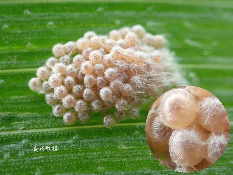 80张高清图片教您识别草地贪夜蛾_幼虫