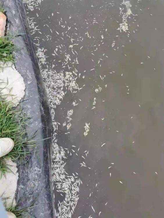 反季节加州鲈养殖火热,苗期发病后死亡率高达九成_鱼苗