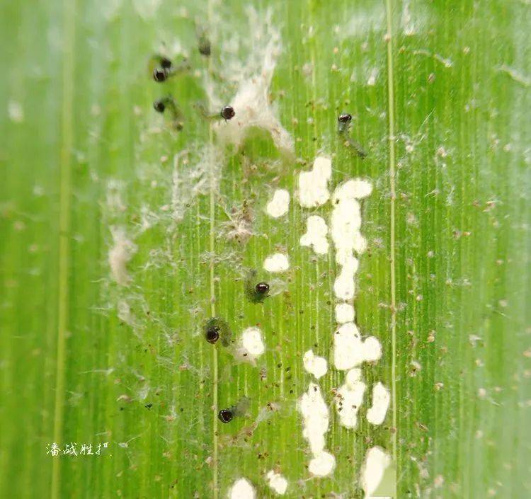 80张高清图片教您识别草地贪夜蛾