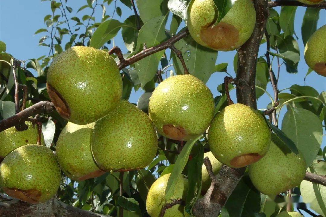 喜讯!莱阳又获一张国家级名片——国家外贸转型升级基地_农产品