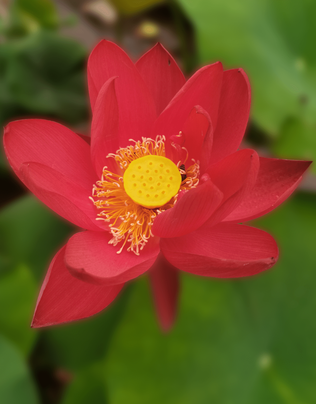 西安这处免费赏荷胜地,让你大饱眼福!_荷花