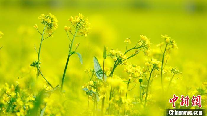 季节|青海门源万亩油菜“花毯”披覆大地 游客笑称“想打滚”