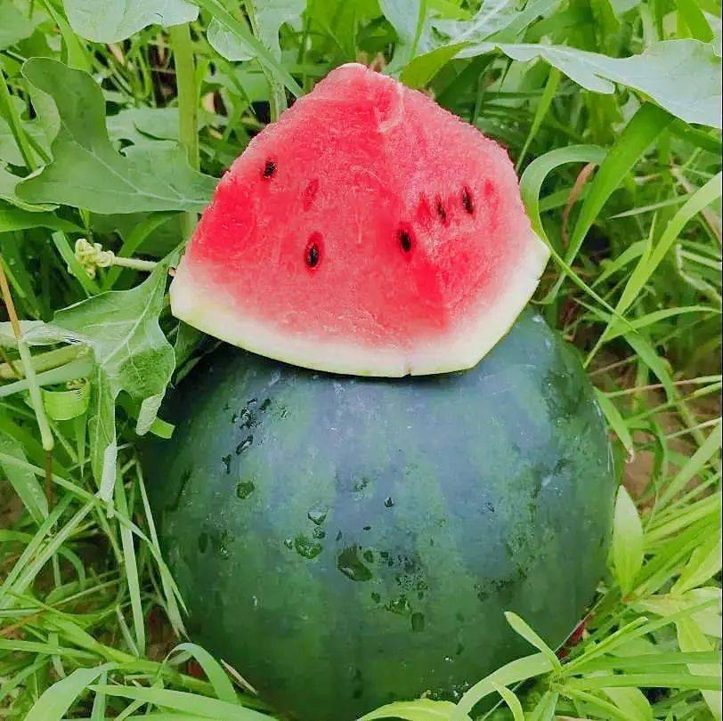 【微生活】中坝西瓜,顶呱呱!