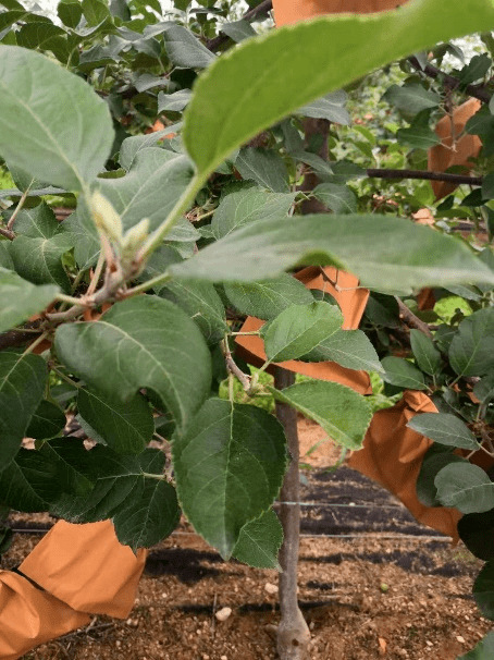 苹果树在七月份还能不能环切?_种苹果