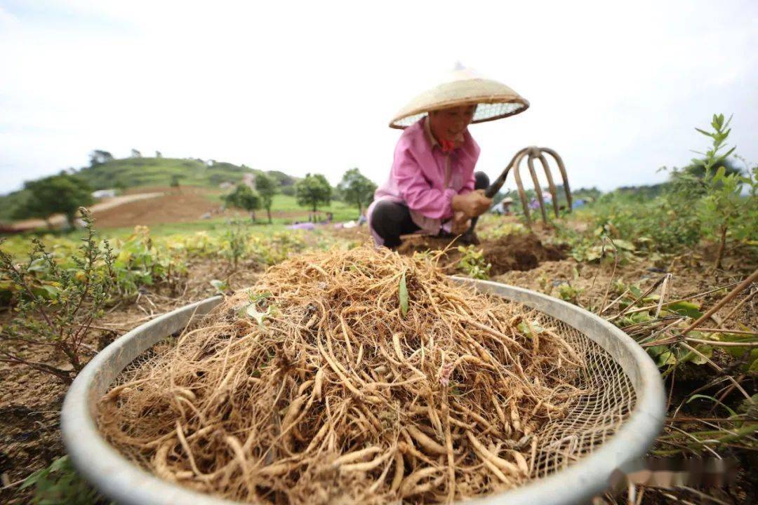 村民在貴州省丹寨縣興仁鎮興仁村太子參種植基地採收太子參.