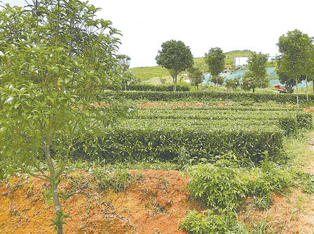 【株洲日報】茶陵 曉塘