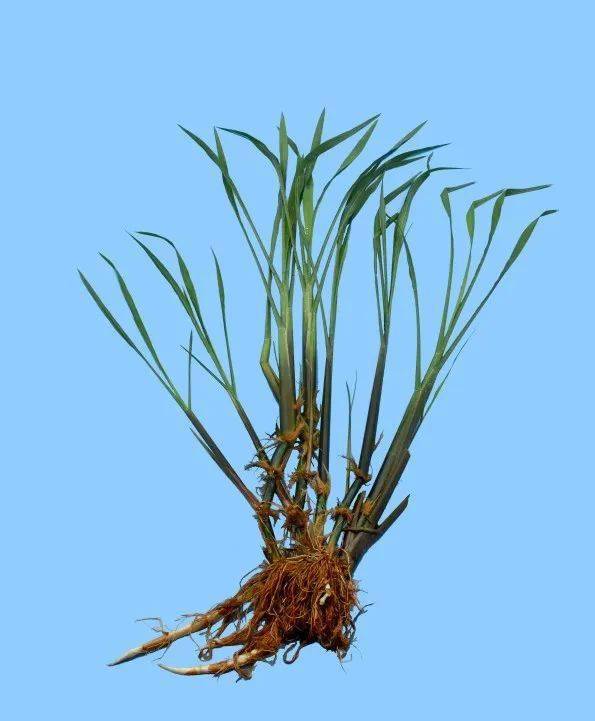 《中国菰米功能成分研究》新书上市_植物