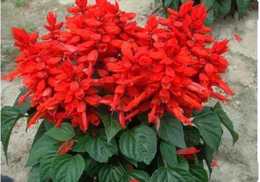 串红的汁儿是甜的.每次看见了都揪一把吸里头的汁儿.