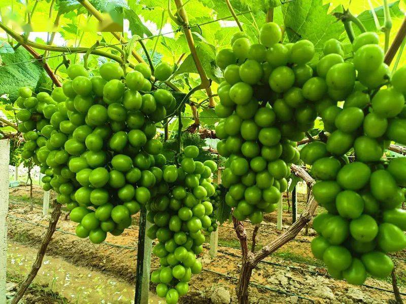 乡村振兴收获采摘季零陵古村生态园绿色水果走俏市场