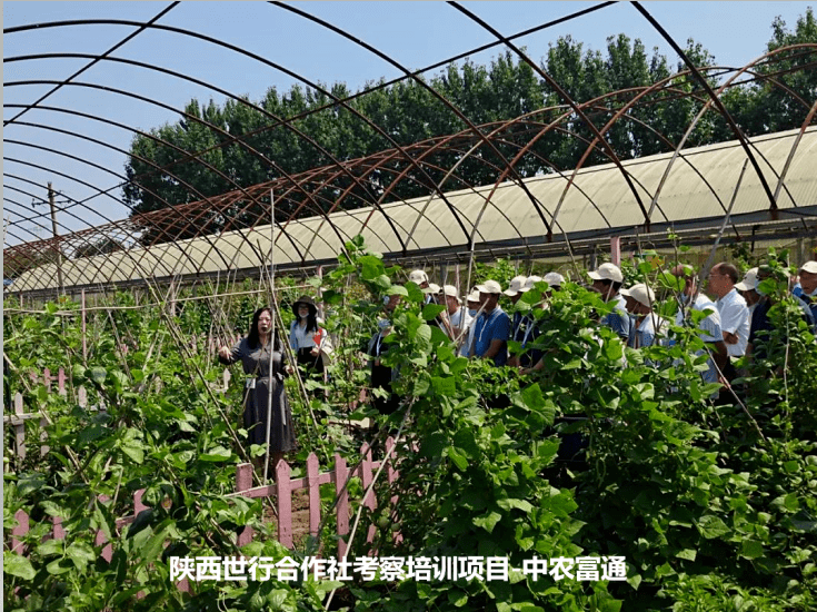 农村合作社的运营模式和盈利诀窍_农业公司