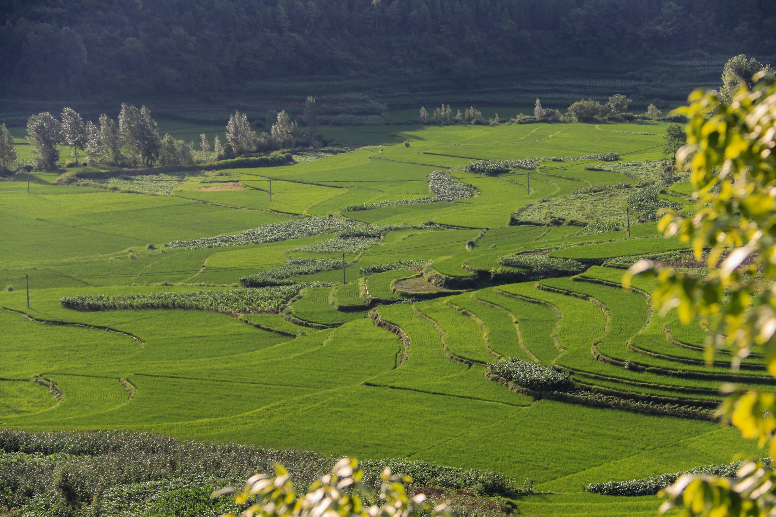 黔西雨朵:夏日梯田美