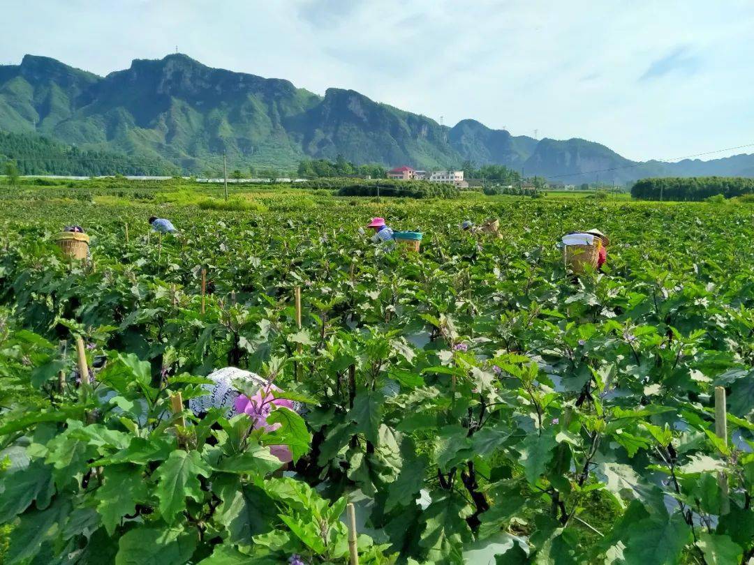 采摘基地里的"常客",每年大坝流转的土地种植的辣椒,红薯,茄子等作物