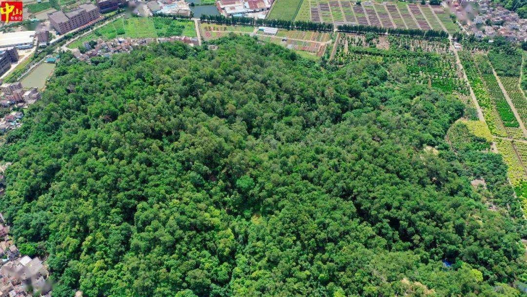 金钟山郊野公园,位于板芙镇金钟村内,邻近西江与岐江交汇处,西接古神