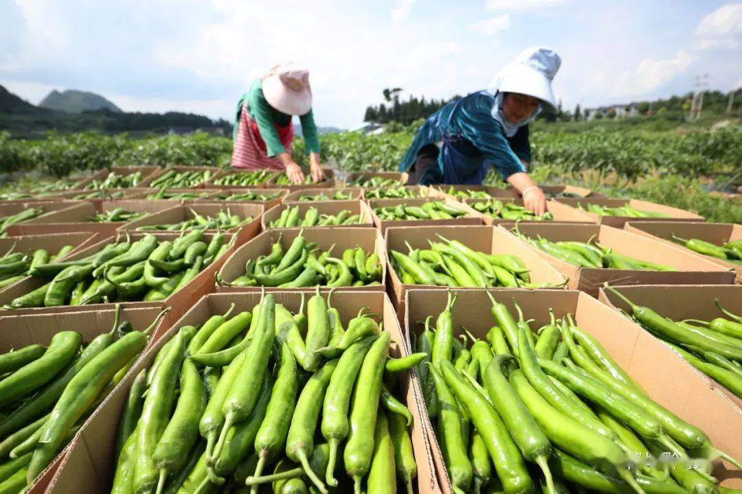 在贵州省丹寨县金泉街道辣椒种植基地,村民在采摘辣椒在辣椒种植基地