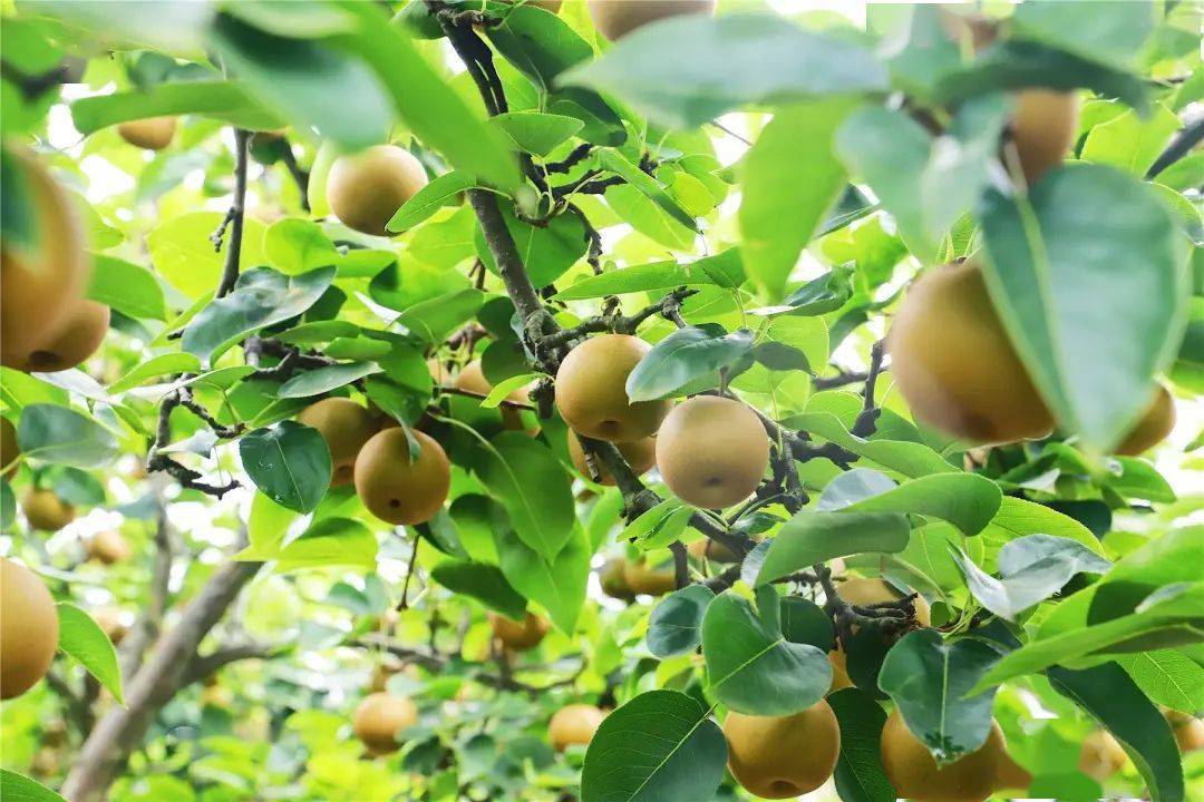 云安水润多汁的丰水梨熟啦_蔡政正