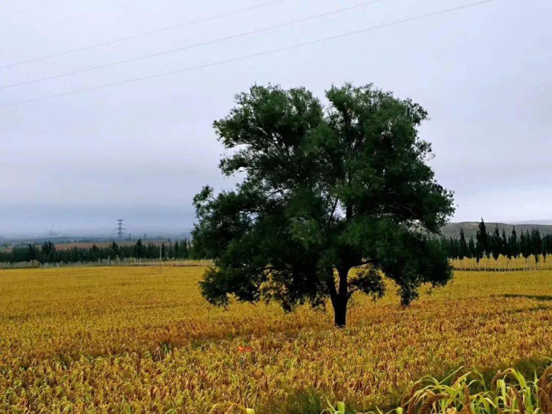 【圖文】慶陽北大門 魅力甜水堡_那一朵