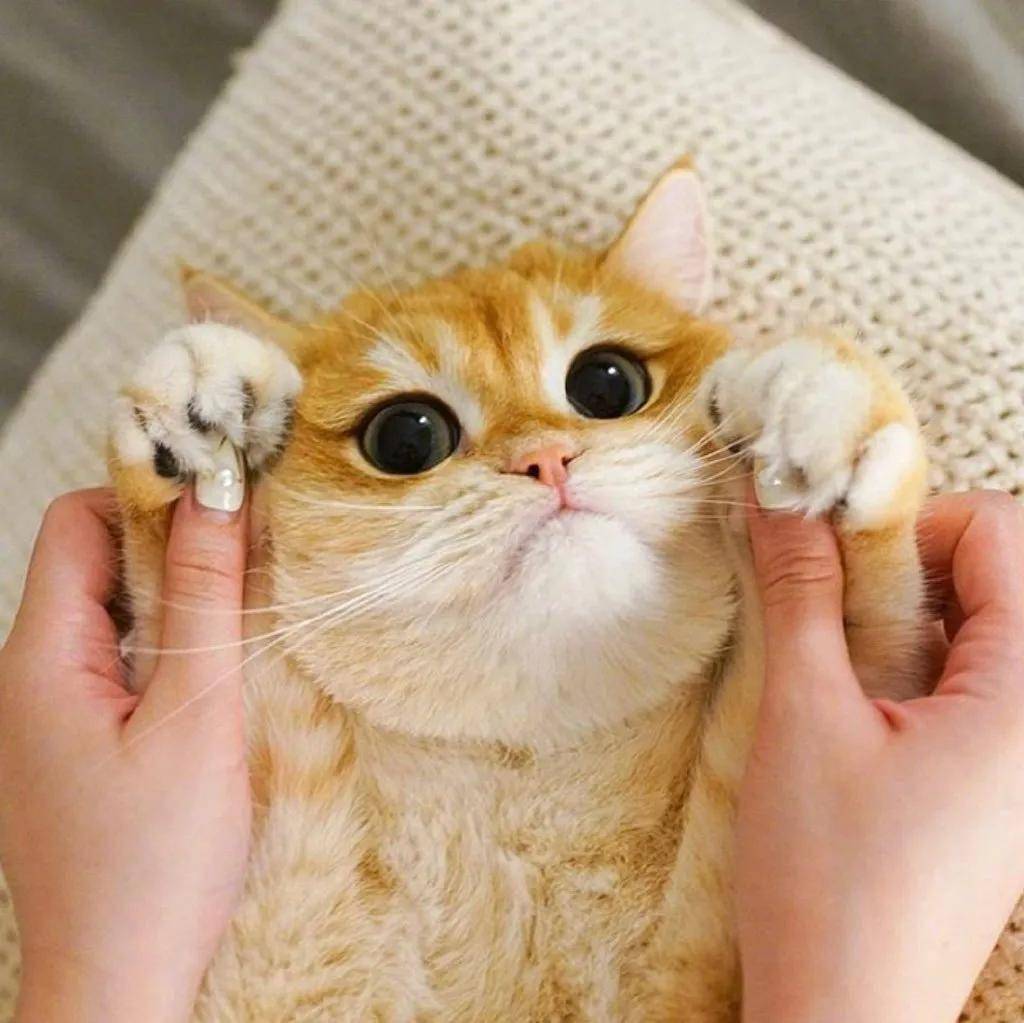 成功捕获一只橘猫宝宝