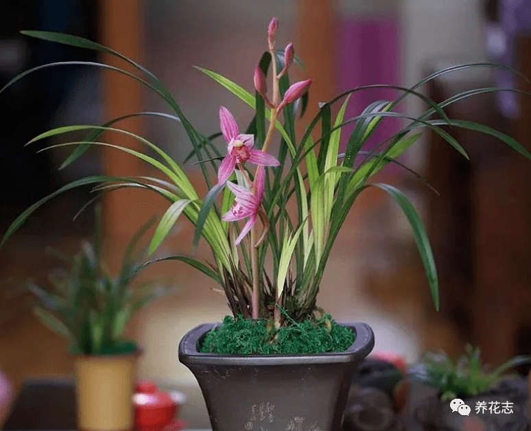 市长红,1款被名字耽误的兰花,开花勤,香味浓郁