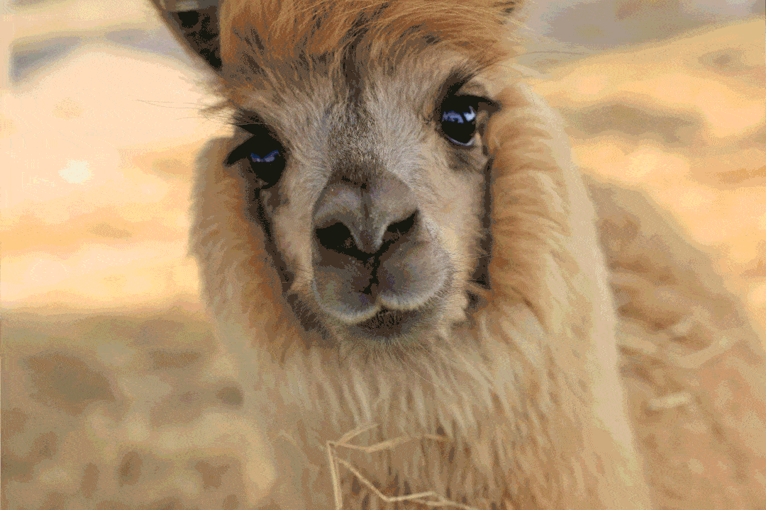 强烈推荐"乖萌小屋"萌萌哒的羊驼,调皮的波尔山羊,小小版刺猬,表情包