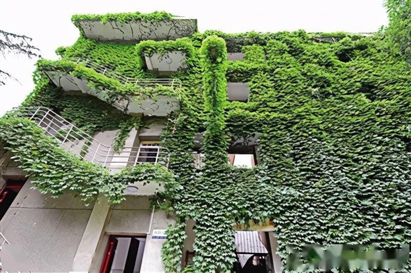 西安高新区街头的藤类植物"搭建"起绿色