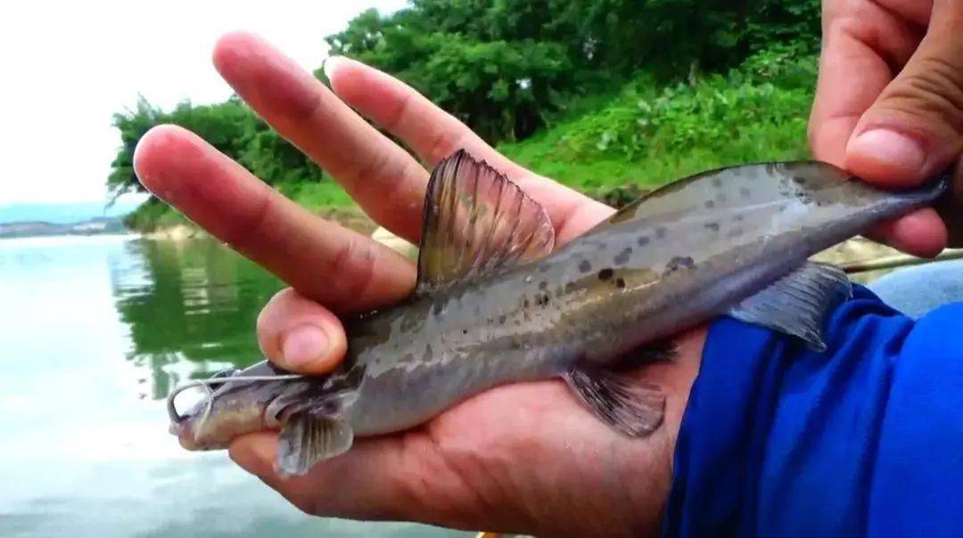 国内钓到牢底坐穿鱼一定要放生罚款事小可别丢钓鱼人的脸