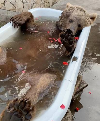 俄罗斯一棕熊喜欢泡澡 每天享受玫瑰花瓣浴