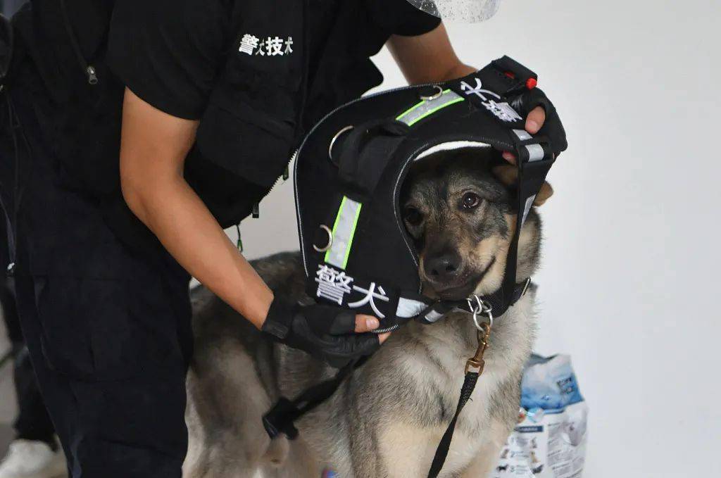 花33万买"淘汰警犬"的人,是怎么想的?_拍卖