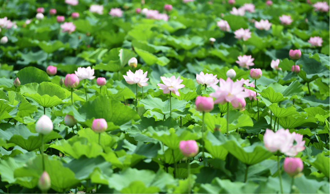 金湖荷花节即将21岁啦