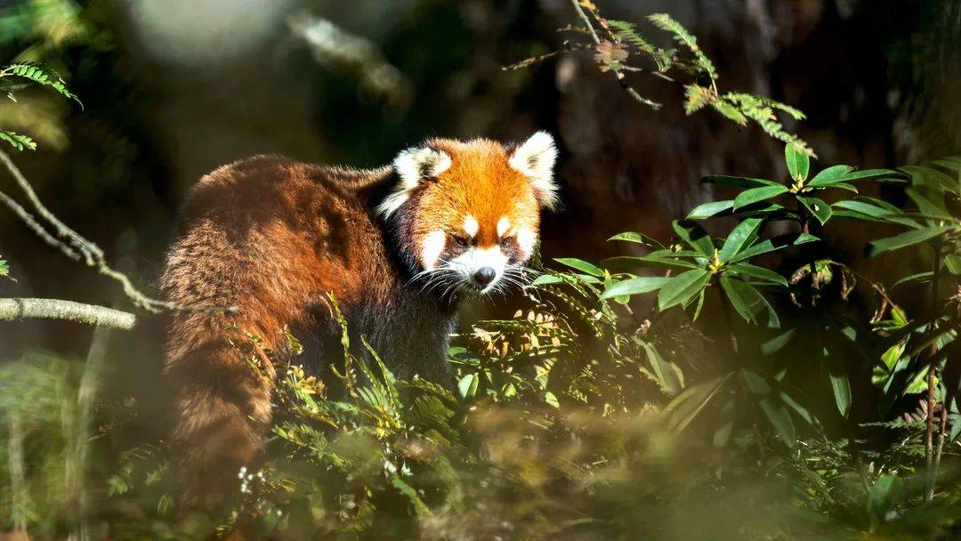 瓦屋山的原住民小熊猫又出来摘甜美的野生樱桃啦