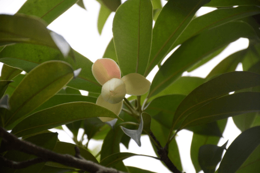 用途:庭園觀賞樹種,木材供建築,傢俱,細木工用,廣西用其皮作厚朴,稱野