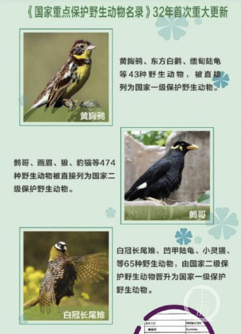 私人签协议可饲养国家重点保护鸟类?四川林草局回应:属于野生动物收容