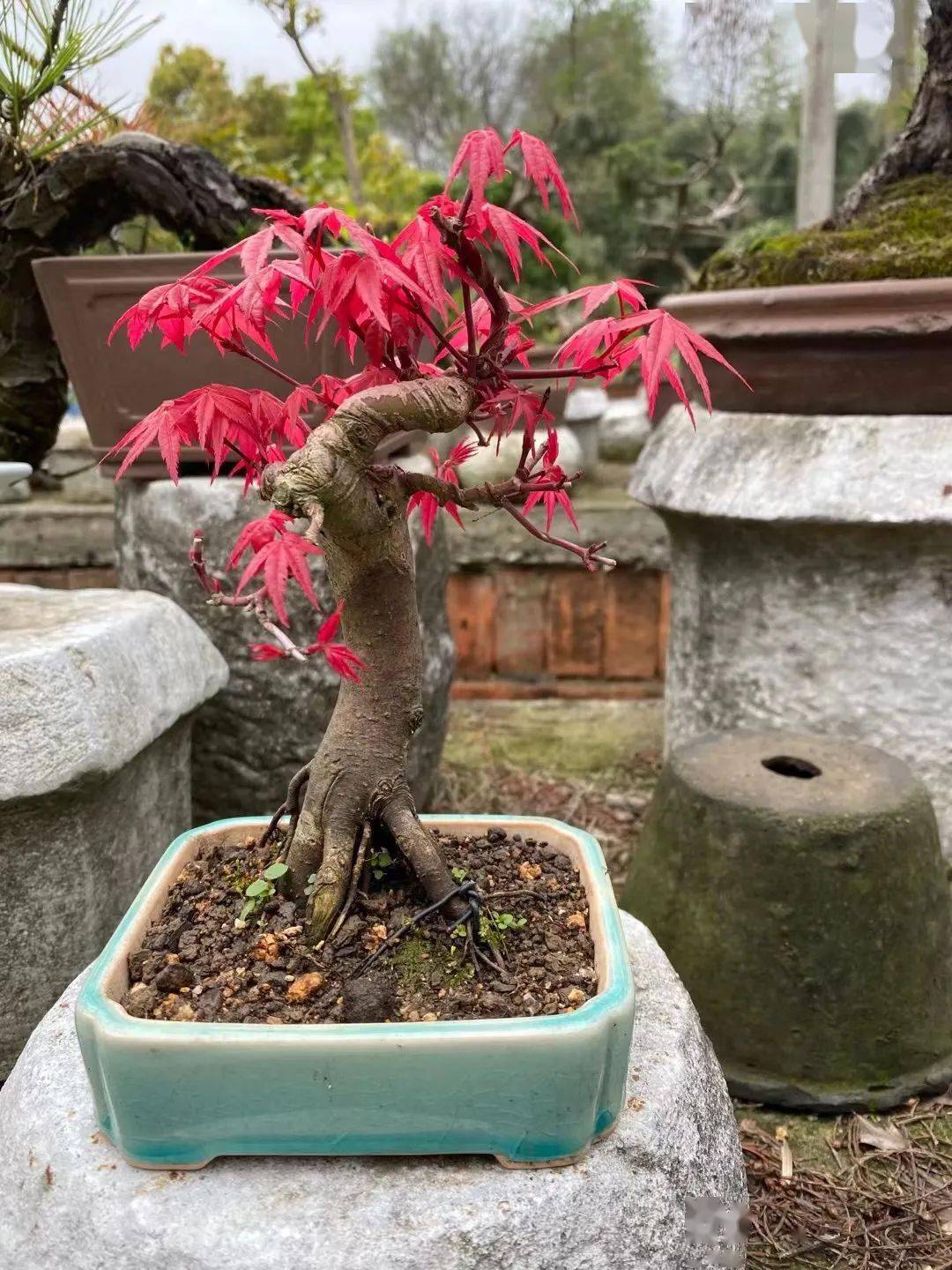 一年芽接三年造型红枫盆景计划惨败看似简单却全是毛病