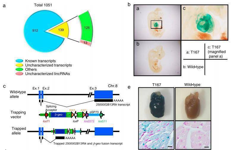 最新研究 增加心肌细胞中的新型lncrna可抑制心力衰竭的进展 Caren