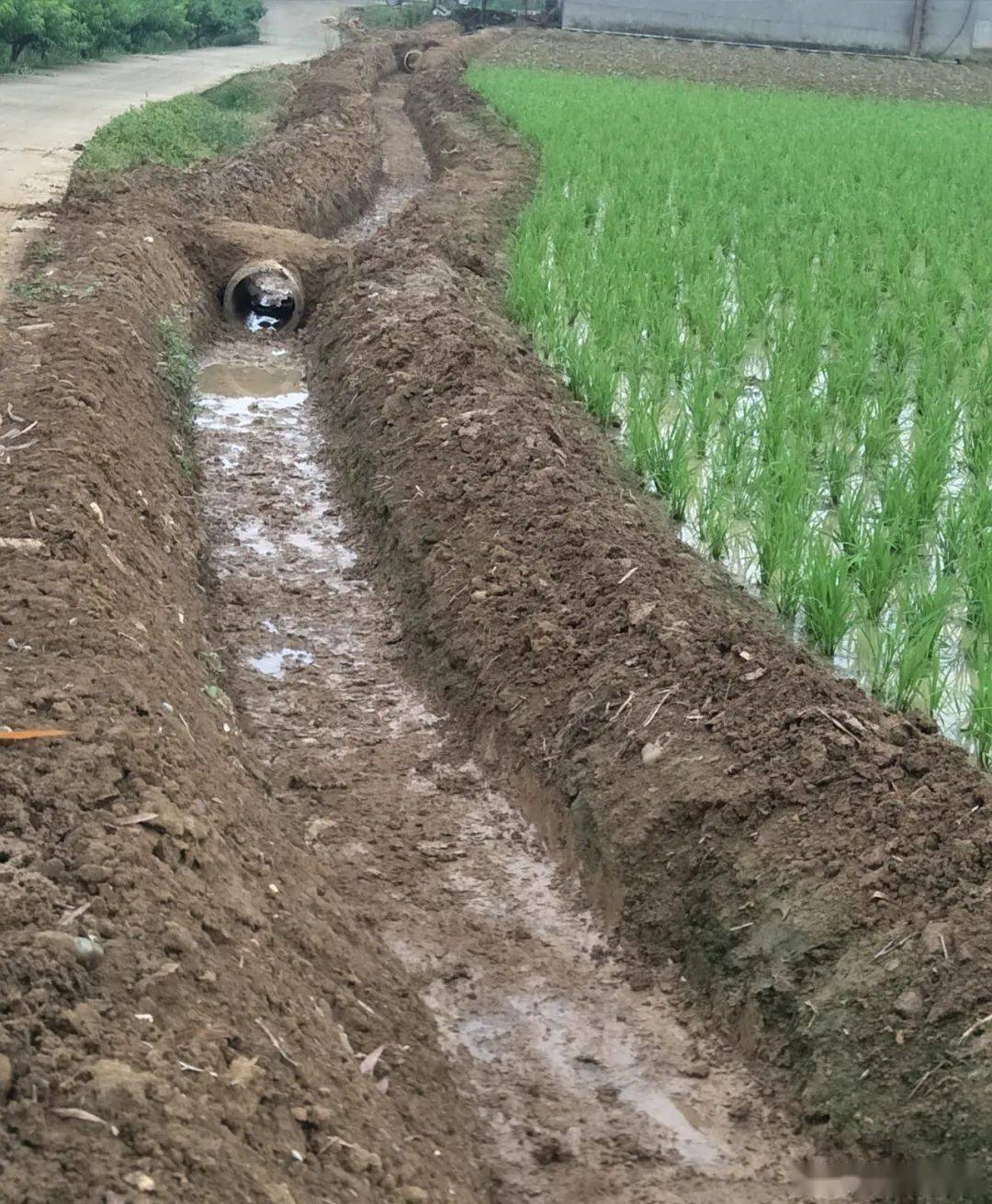 自己垫钱带领村民修沟渠江油这位54岁小组长了不起