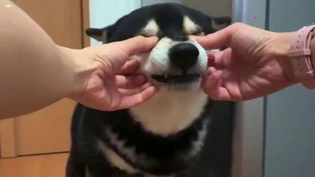 激萌奖金家里的柴犬简直就是一个呲牙狗表情包