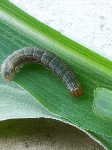 爆发在玉米上的粘虫及其危害情况自今年5月份以来,包括植物有害生物