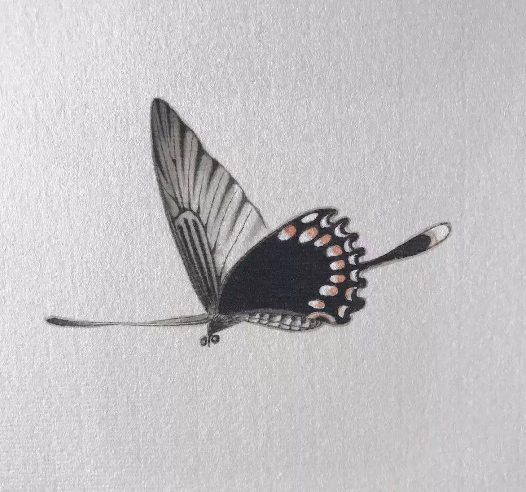 简单几步教你画一只有质感的工笔凤尾蝶