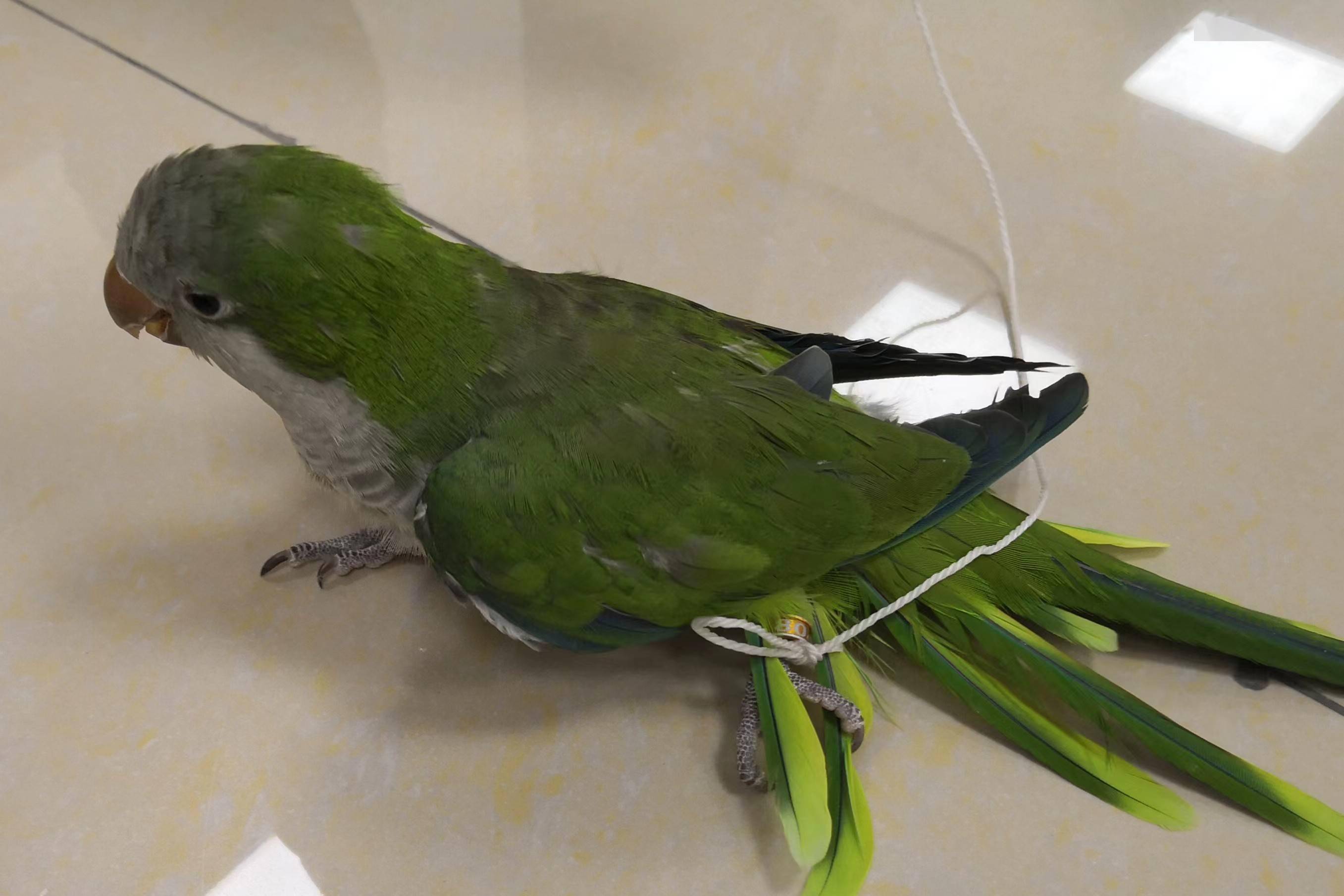 男子养这种鹦鹉被抓！警方提醒：我国仅三种鹦鹉可私人饲养_搜狐网