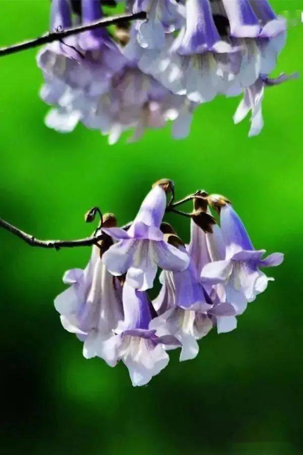 【夏日阅读】第二期:桐花万里丹山路_柿饼