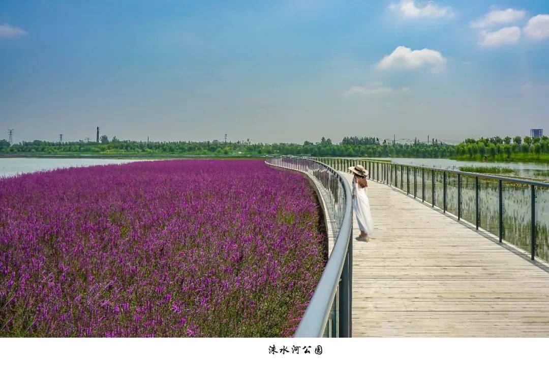 花为造型,水为灵魂,洙水河湿地公园的绿化,假山,景观水系相互环绕