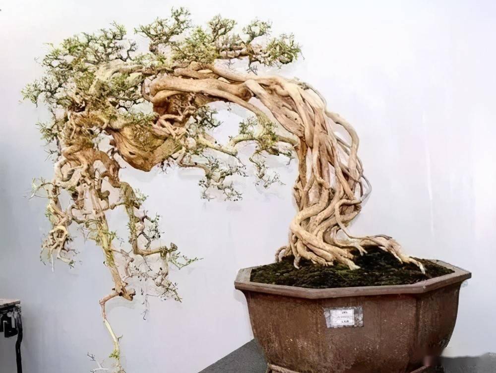 盆景根部造型一定要学会这四种方法