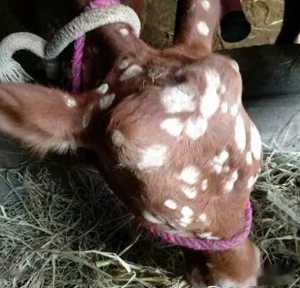 给牛洗两遍澡,解决秋冬两季节80%的疾病!