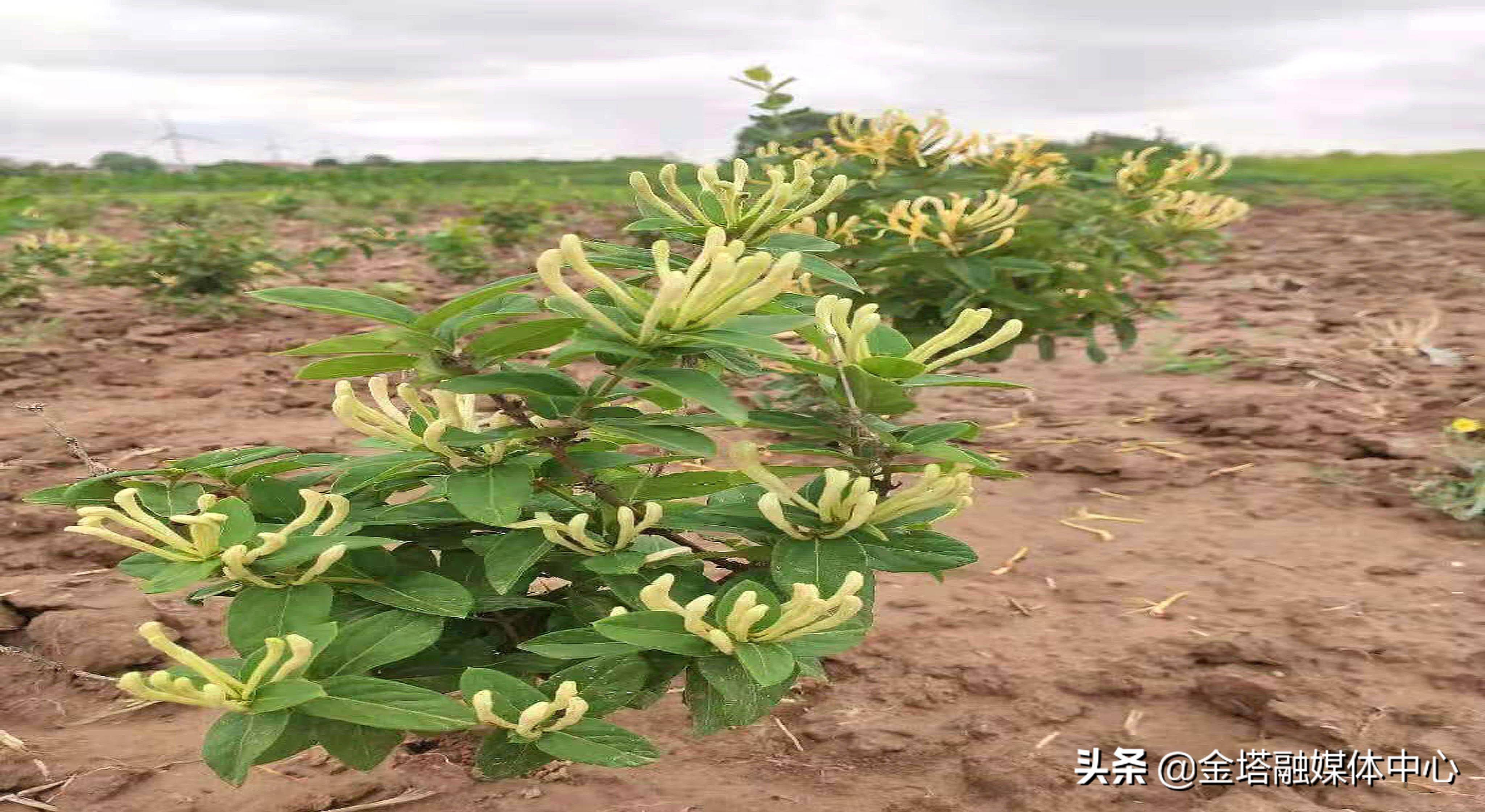 农民丰收丨河北黄骅:金银花成为农民"致富花"_种植