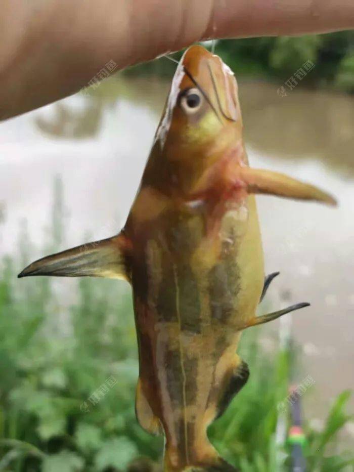 蚂蚁河闷杆钓之起早钓嘎鱼鱼获还行大河消水了