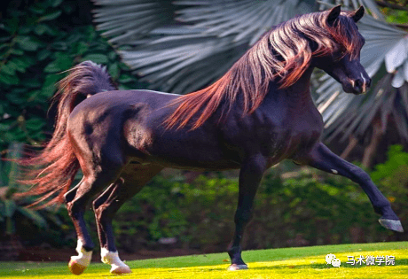 你不知道的马鬃的秘密_鬃毛