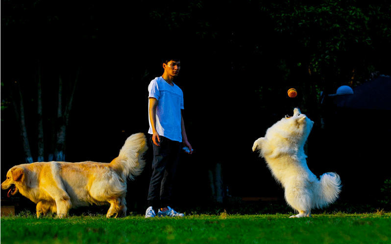 看病太费钱!连宠物都买上保险了?温州"铲屎官"这样说_苏巧
