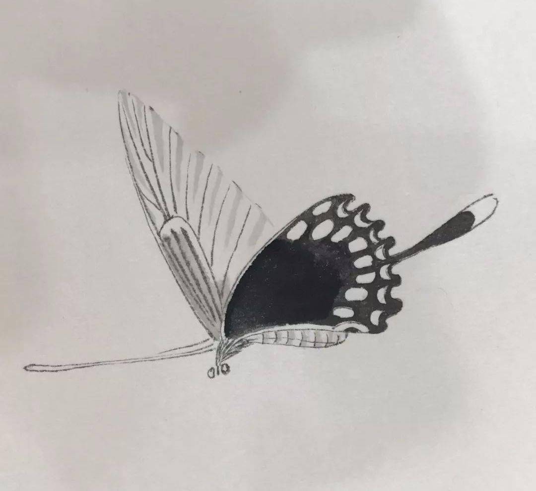 【国画教程】教你画一只有质感的工笔凤尾蝶!