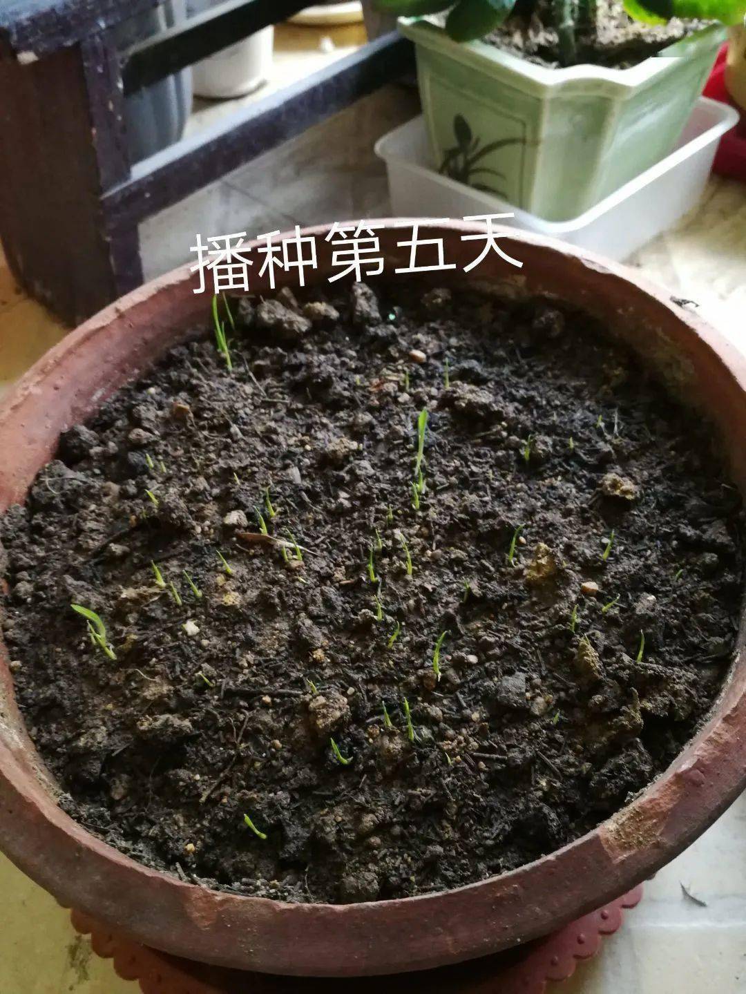 我的水稻发芽了!