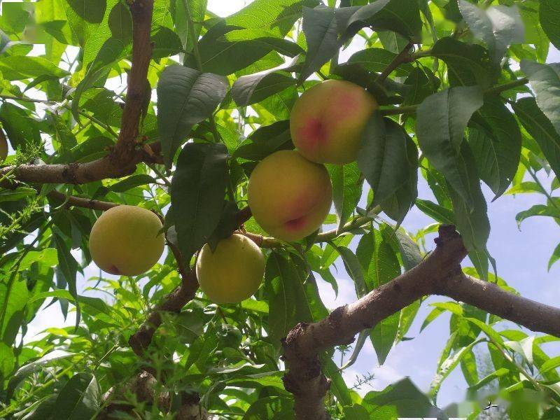 兰州水磨沟河畔花寨子泉旭桃苑