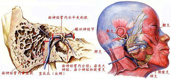 面听神经解剖图片